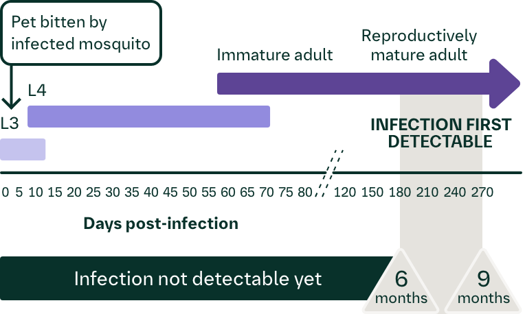 What is the basis for the Window of Infection time frame?